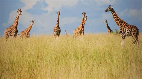 Giraffe African Giant National Geographic Channel Sub Saharan Africa