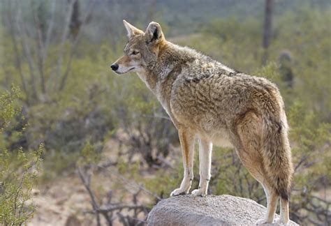 Animals In The Desert Region Of California