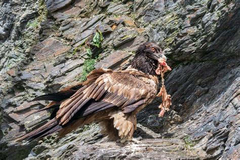 Bearded Vulture Gypaetus Barbatus A Large Bird With A Curved Beak Stands On A Rock Stock