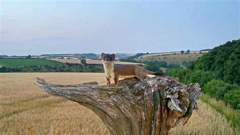 Asadal Bbc Natural World Weasels Feisty And Fearless 2019