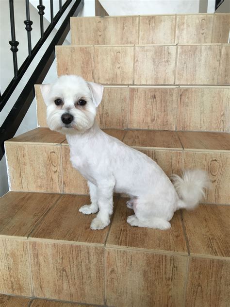 Mikey 8 Months Old Maltese Dog With Short Trimmed Hair Dog Haircuts