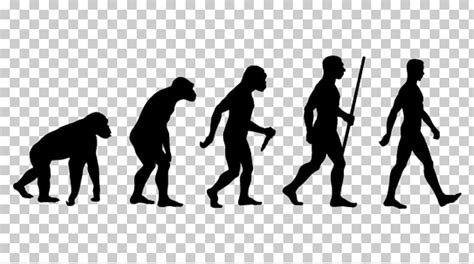 Evolution Theory Png Clip Art Library