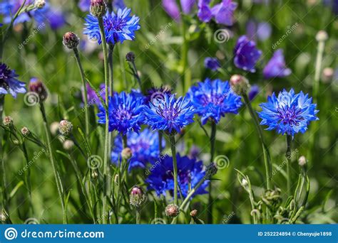 Blue Flowers Of Cornflower Blooming In The Summer Stock Photo Image