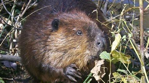 Officials Beaver That Attacked Kayaker Daughter Was Rabid The