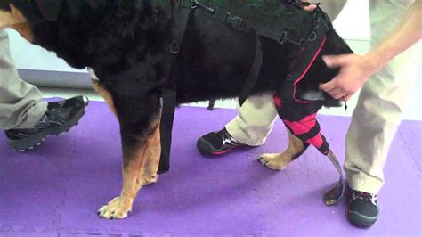 My dog had her front leg amputated a year ago. California Animal Rehabilitation - Lucy tries her ...
