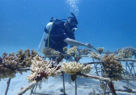 We did not find results for: BTNKT Berhasil Transplantasi Karang di Reef 1 Kepulauan ...