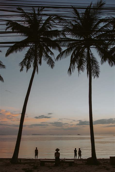 Palm Tree Near Body Of Water During Sunset · Free Stock Photo