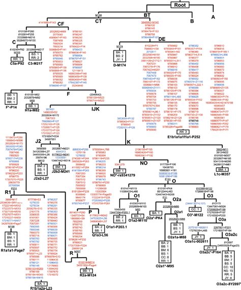 Y Chromosomal Haplogroup Tree Of 117 Male Samples Reference Sequence Download Scientific