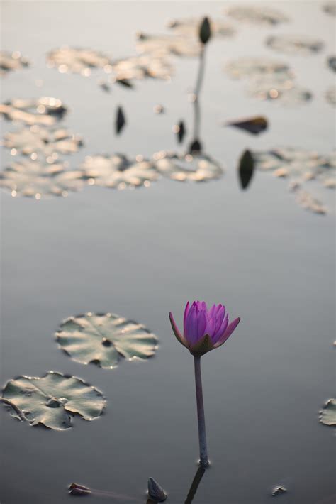Lotus Flower At Sunset
