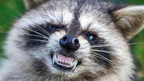 Raccoon That Attacked 3 People In Port Chester Confirmed To Have Rabies