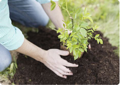 How To Grow Trees Jobes Company