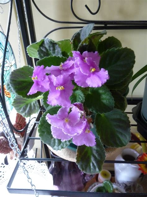 Place them throughout the house to enjoy their colors and velvety texture throughout the year. Marlene's Space: Do African Violets Have a Blooming Season?!