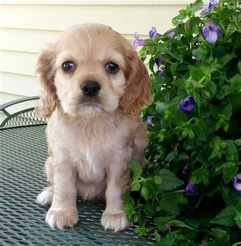 Our puppies are not only adorable, they are fully vaccinated, dewormed, and very healthy. English Cocker Spaniel Puppies For Sale | Dayton, OH #69604