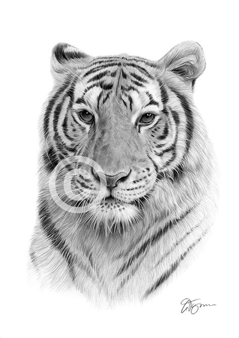 Pencil Drawing Of A Bengal Tiger By Uk Artist Gary Tymon