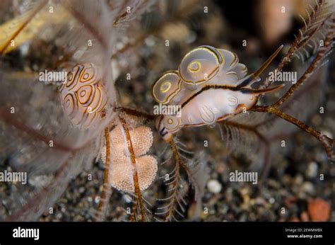 Nudibranch On Eggs High Resolution Stock Photography And Images Alamy