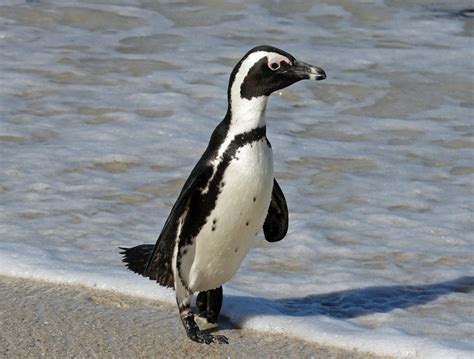 Jackass Penguins Talk Like People Popular Science