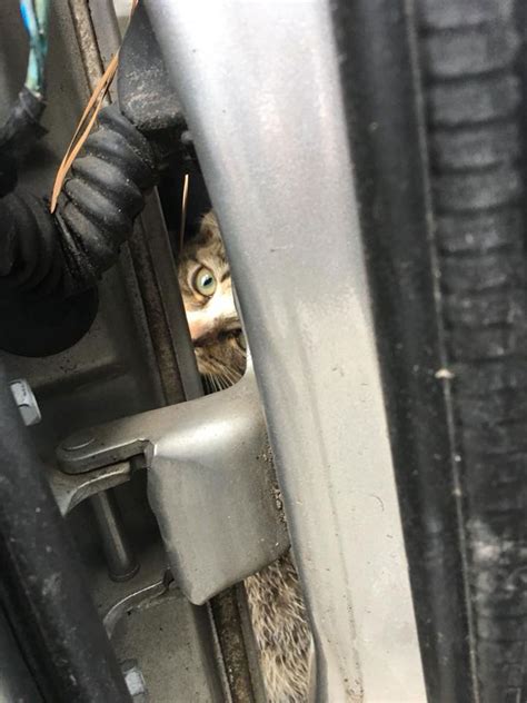 Kitten Survives 45 Mile Trip Trapped Under Car