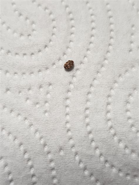 Tiny Bugs Found In Pantry Of House I Just Moved Into Does Anyone Know