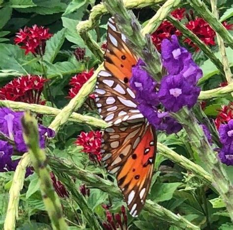 Id Please Is This A Monarch Butterfly I Caught This Beautiful Photo
