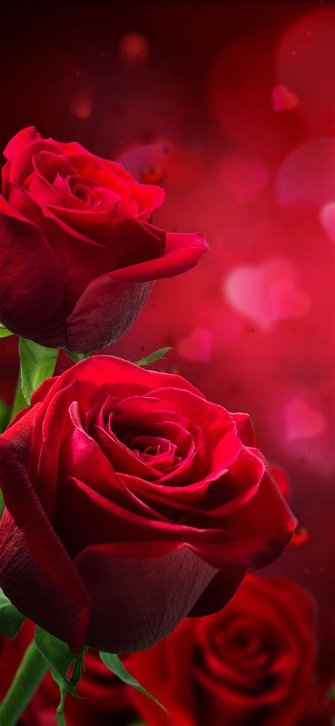 unduh 45 rose romantic iphone wallpaper gambar populer terbaik posts id