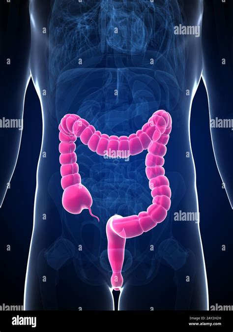 Male Colon Hi Res Stock Photography And Images Alamy