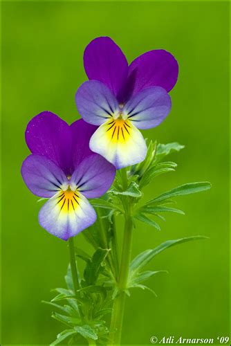 Viola Tricolor Heartsease Wild Pansy Viola Tricolor