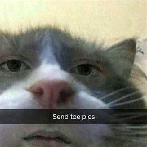 Funny Memes Cursed Cat Images Cat Mania