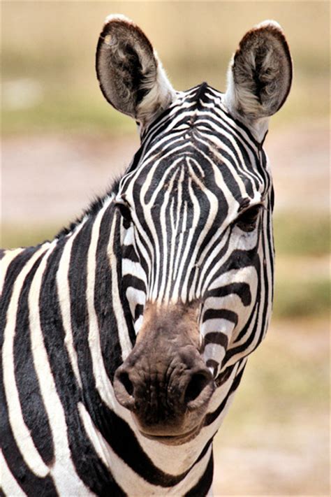 Few zebra species have superior habitats in comparison to others. Plains Zebra - Equus quagga