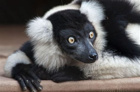 Black And White Ruffed Lemur 0172 By Robbobert On Deviantart Lemur