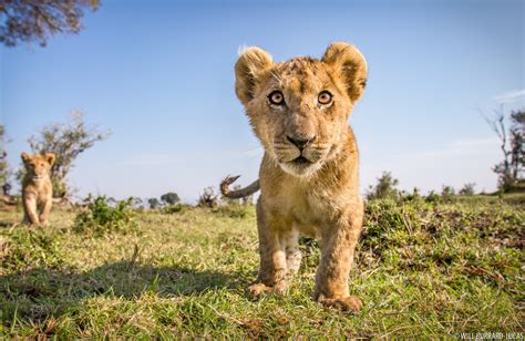 Lion Cub Will Burrard Lucas