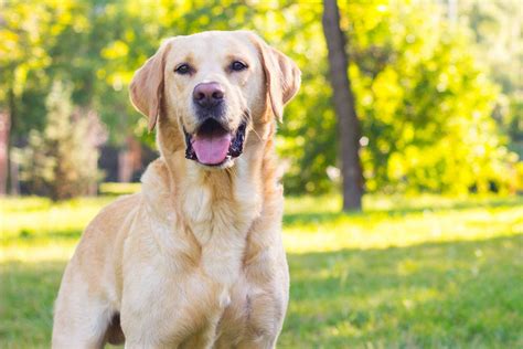 The Labrador Retriever Is The Most Popular Dog In America According To