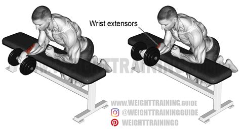 Dumbbell One Arm Reverse Wrist Curl An Isolation Exercise Target