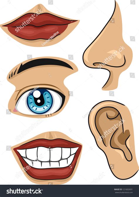 Illustration Of Different Parts Of The Face 121602691 Shutterstock