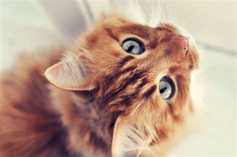Orange Tabby Cat Blue Eyes So Cute Kitty Kis