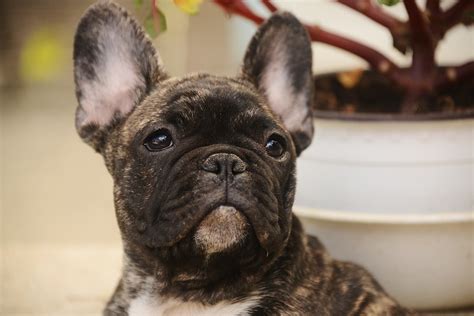 If you need english bulldog stud service take a look here. About French Bulldogs AKA "Frenchies" and History ...