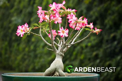 Desert Rose Guide How To Grow And Care For “adenium Obesum” Desert Rose Plant Adenium Desert Rose