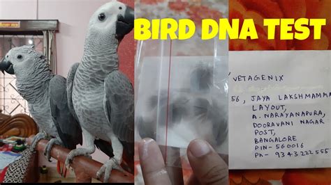 How To Do Bird Dna Test How To Collect Birds Feather Sample For Dna Test Grey Parrot Dna
