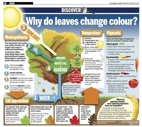 Why Do Leaves Change Color And Fall Know It All