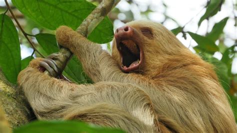 Sloth Yawning Sleeping On Branch Costa Stock Footage Video 100