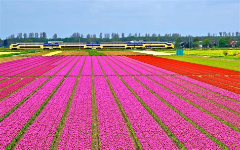 sightseeing where and when is the best time to see the tulip fields in the netherlands