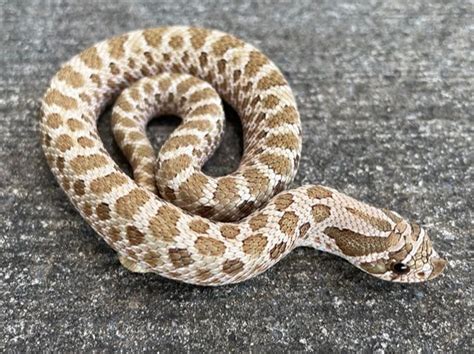 Green Western Hognose Snake For Sale Snakes At Sunset