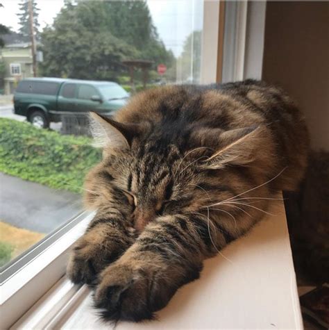 15 Of The Laziest Cats The World Has Ever Seen Cuteness