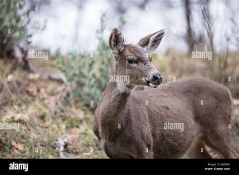 Portrait Of A Female Deer In The Wild Looking At Camera Stock Photo Alamy