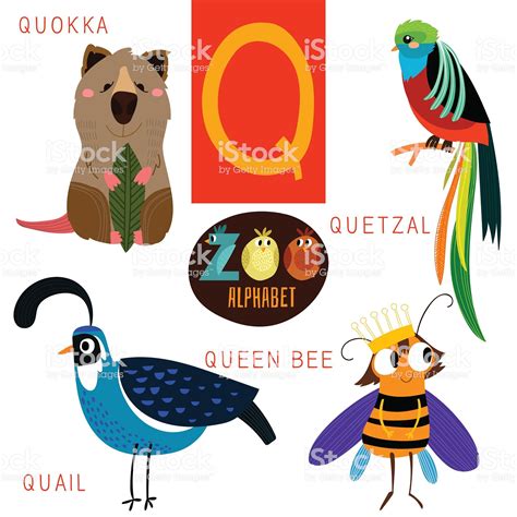 Cute zoo alphabet in vector.Q letter. Funny cartoon... | Cartoon animals, Funny cartoon, Cartoon