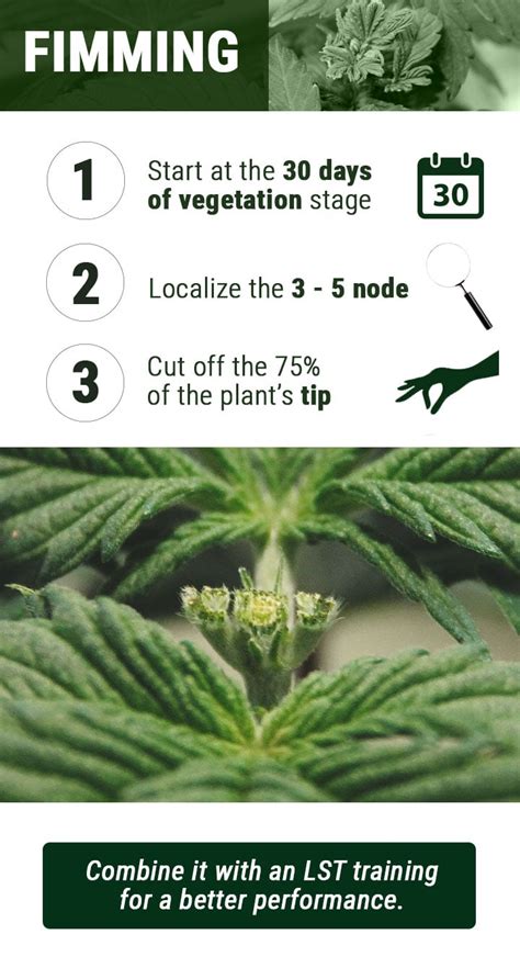 The Cannabis Pruning Faceoff Topping Or Fimming Rqs Blog