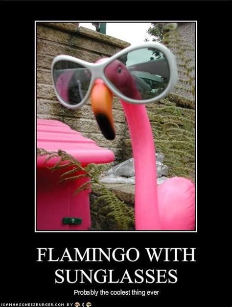 21 Best Flaming Memes Images On Pinterest Flamingos Pink Flamingos