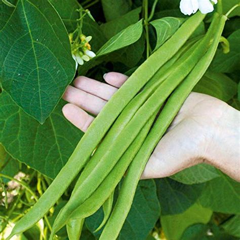 How To Cook Runner Beans In Microwave March 2024