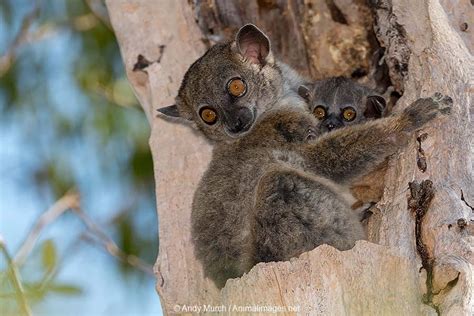 Red Tailed Sportive Lemur