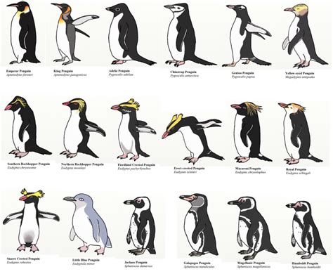 Love Sex And The Fight To Survive Facts You Didnt Know About Penguins