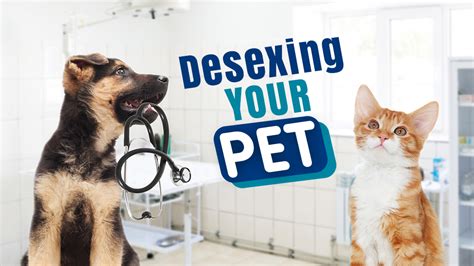 Desexing Your Pet What You Need To Know North Road Vet